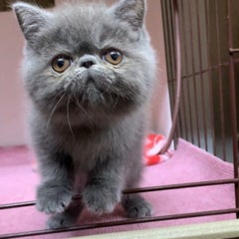 エキゾチックショートヘアー