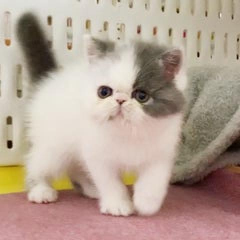 エキゾチックショートヘアー