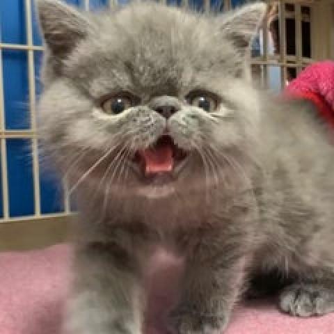エキゾチックショートヘアー