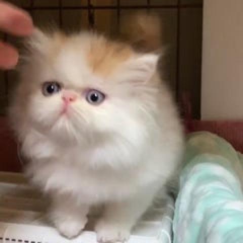 エキゾチックショートヘアー