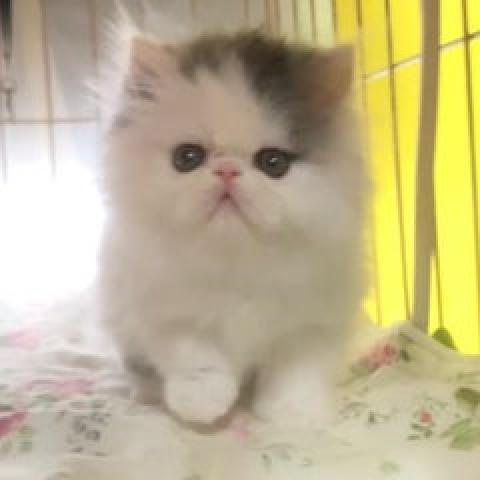 エキゾチックショートヘアー
