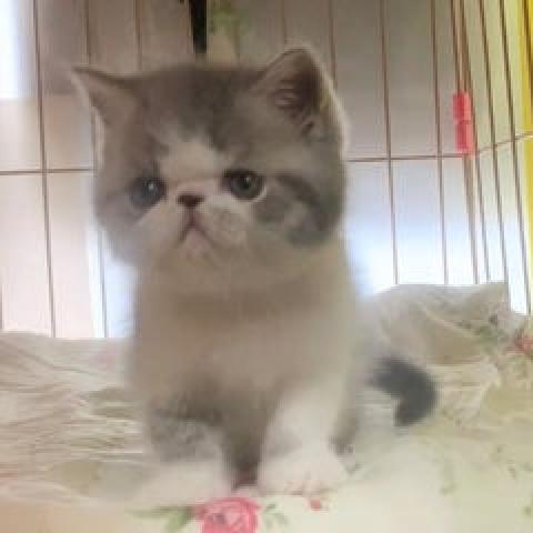 エキゾチックショートヘアー