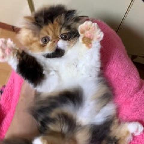 エキゾチックショートヘアー