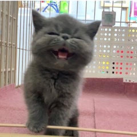 エキゾチックショートヘアー