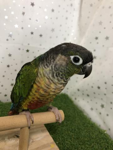 ワキコガネイロウロコインコ