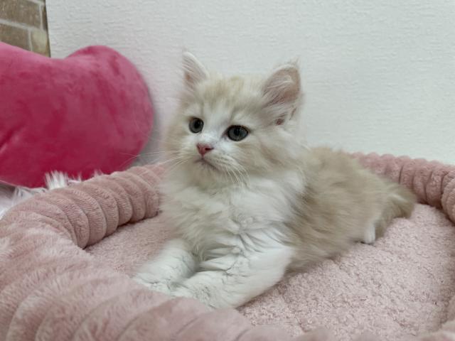 サイベリアン♡今だけ✨当日お迎えOKな子をおトクにご紹介中🐾ゆきわかまるくん