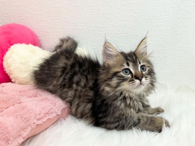 サイベリアン✨HP経由でのご成約でうれしいギフトを🎀銀斗(かねと)くん
