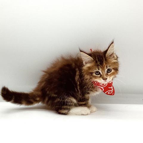 ノルウェージャンフォレストキャット