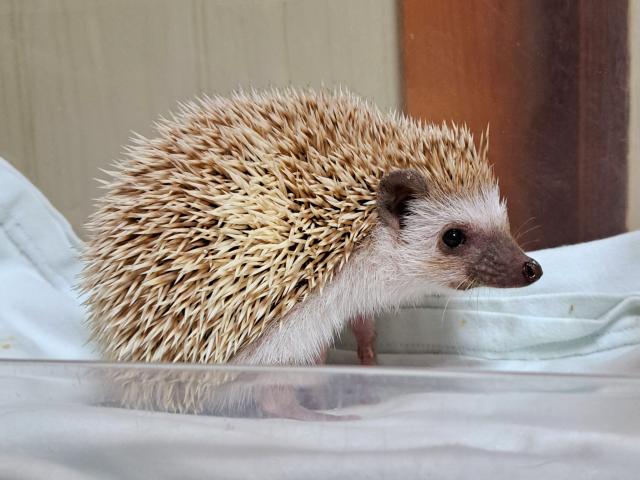 ハリネズミ
