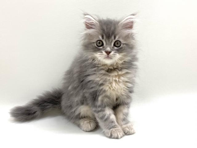 ハーマン 黒猫 ねこ ヴィンテージ ぬいぐるみ HERMANN - メルカリ