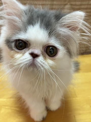 エキゾチックショートヘアーロング
