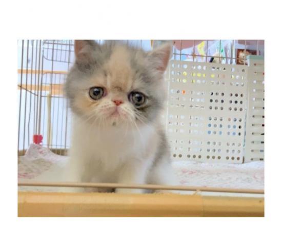 エキゾチックショートヘアー