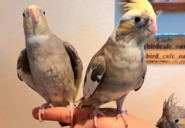 オカメインコ　パステルフェイスパイド