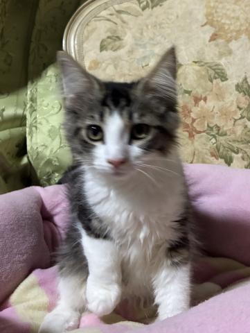 ノルウェージャンフォレストキャット