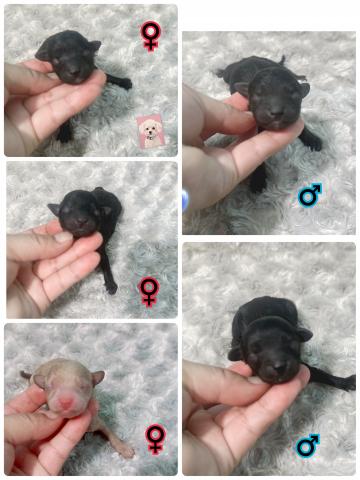 MIXチワプー