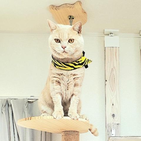 ブリティッシュショートヘア