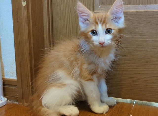 ノルウェージャンフォレストキャット