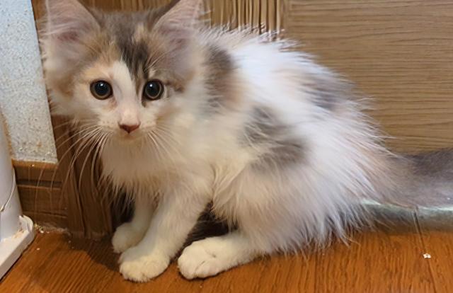 ノルウェージャンフォレストキャット
