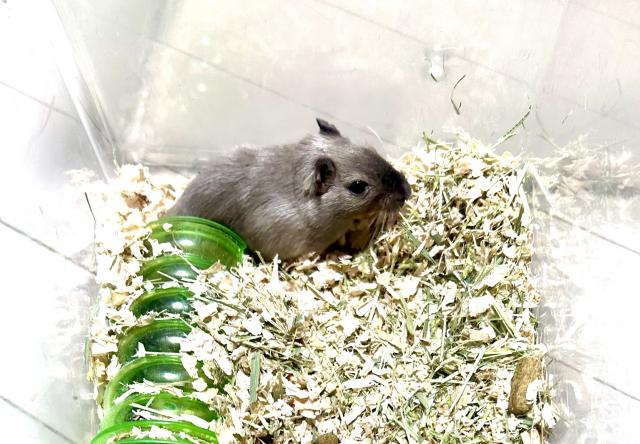 スナネズミ(カラージャービル)