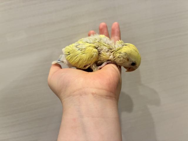 コザクラインコ