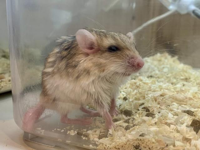 マカロニマウス