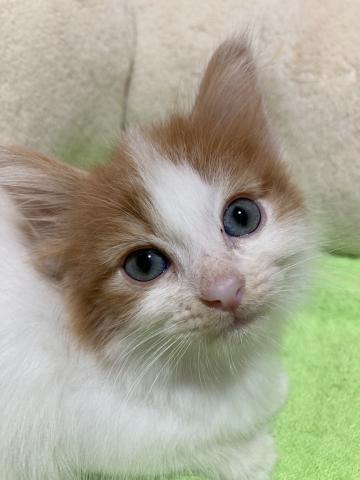 ノルウェージャンフォレストキャット