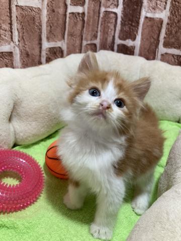 ノルウェージャンフォレストキャット