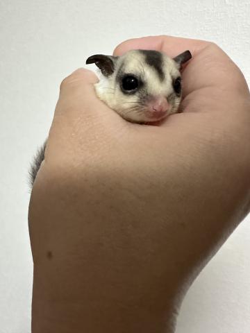 WFヘテロプラチナorリューシ