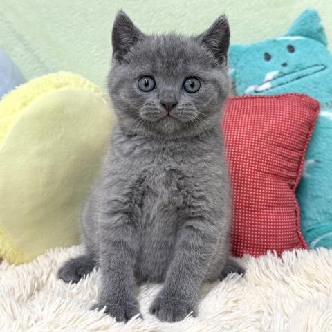 ブリティッシュショートヘア