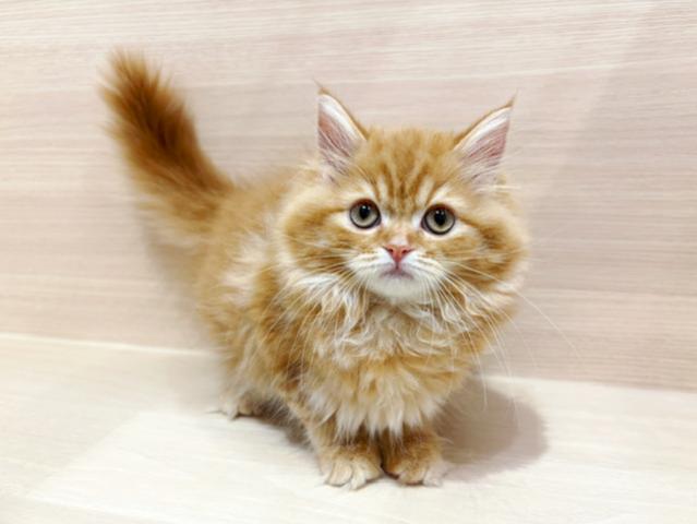 スコティッシュフォールド