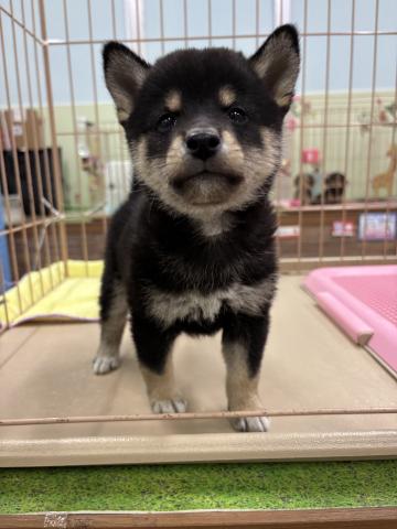 柴犬