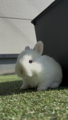 ネザーランドドワーフとミニウサギの雑種