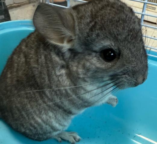 チンチラ