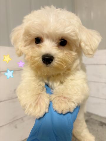 マルチーズ