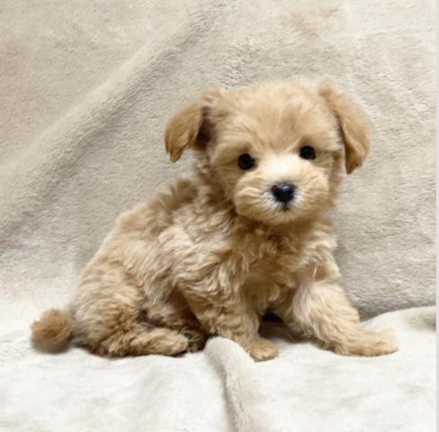 マルプー🌸総額８万円！