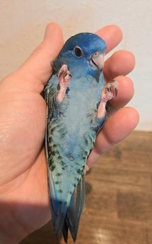 サザナミインコ　コバルト