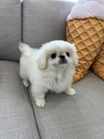 ペキニーズ
