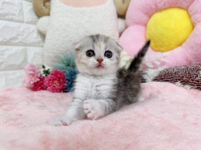 スコティッシュフォールド