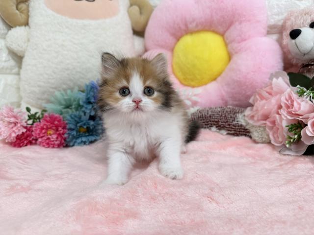 スコティッシュフォールド