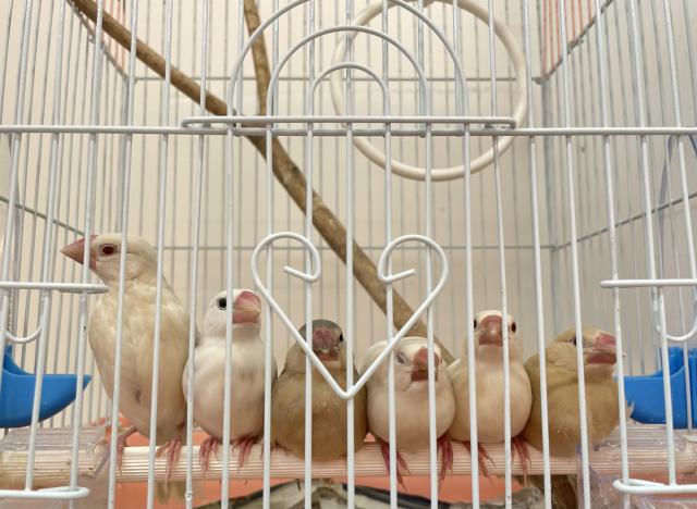 てのり文鳥