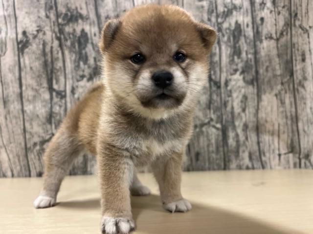 柴犬
