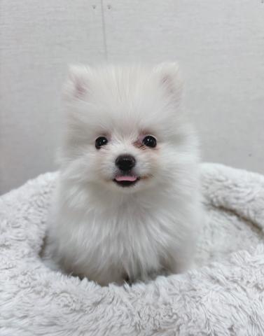 ポメラニアン