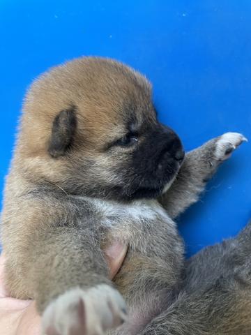 豆柴犬　すくすく成長中♪