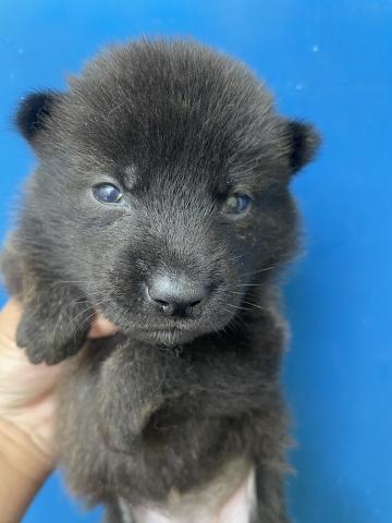 MIX柴犬✖️甲斐犬　中虎毛の男の子♪