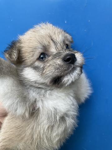 MIXビジョンフリーゼ✖️豆柴犬　成長が楽しみなMIXちゃん♪