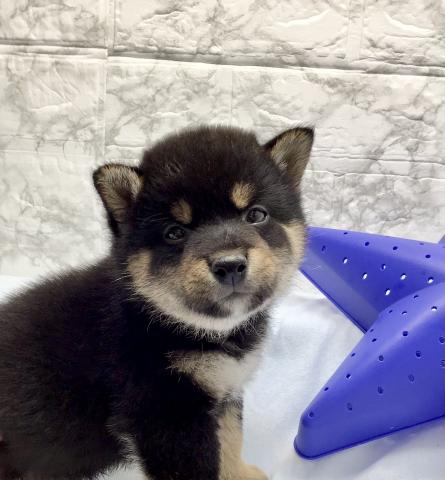 柴犬