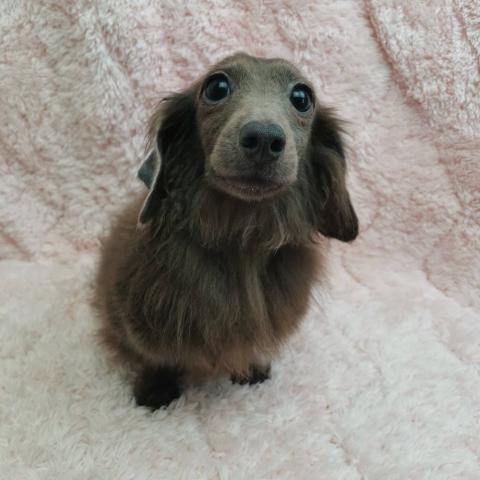 カニンヘンダックスフンド