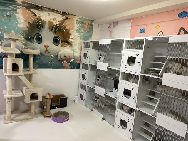 Ragdoll　Meow　猫舎