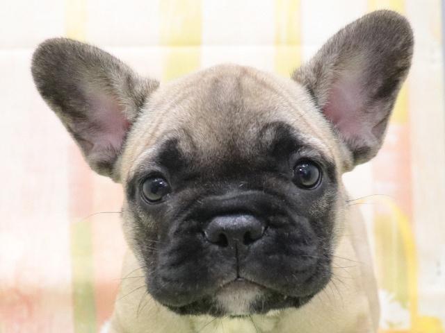 フレンチブルドッグ
