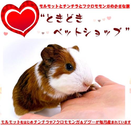 🐹イングリッシュモルモット